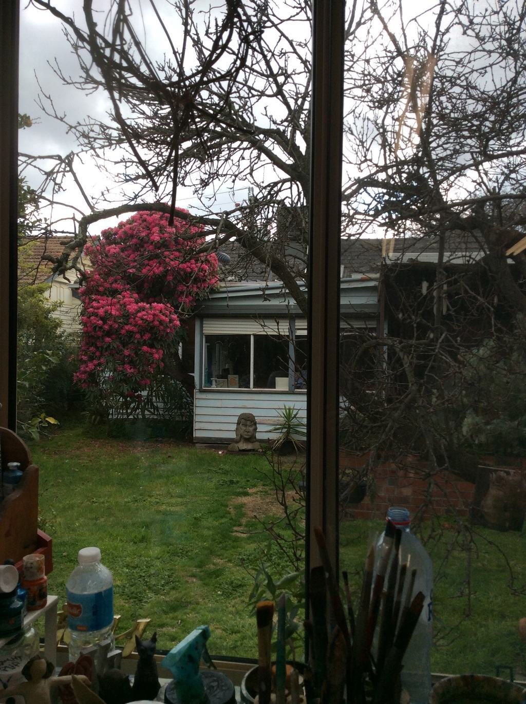 Rhododendrum in bloom through my studio window.