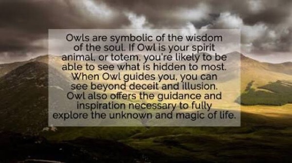 Owl wisdom