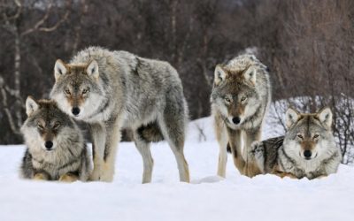 What type of wolf are you?